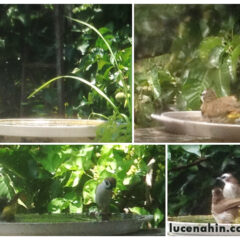 A Water Dish and Bird Baths in the Garden