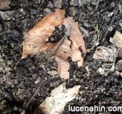 Basic Composting I: Composting Fallen Leaves