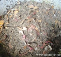 Basic Composting II: Composting Kitchen Waste with Bokashi