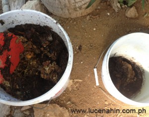 Transferring fermented waste to a bottomless bin in the garden